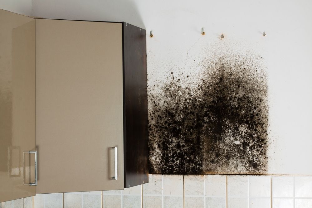 commercial mold removal